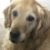 Profile photo of Whizzman